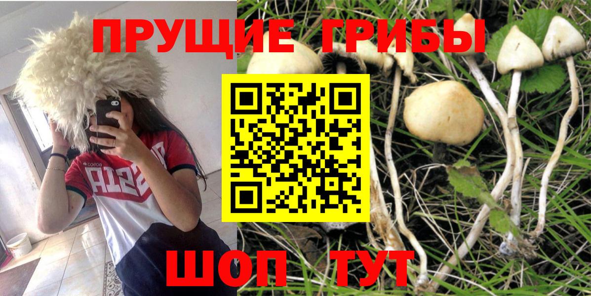 что такое наркотик  Ейск  Галлюциногенные грибы Psilocybe 