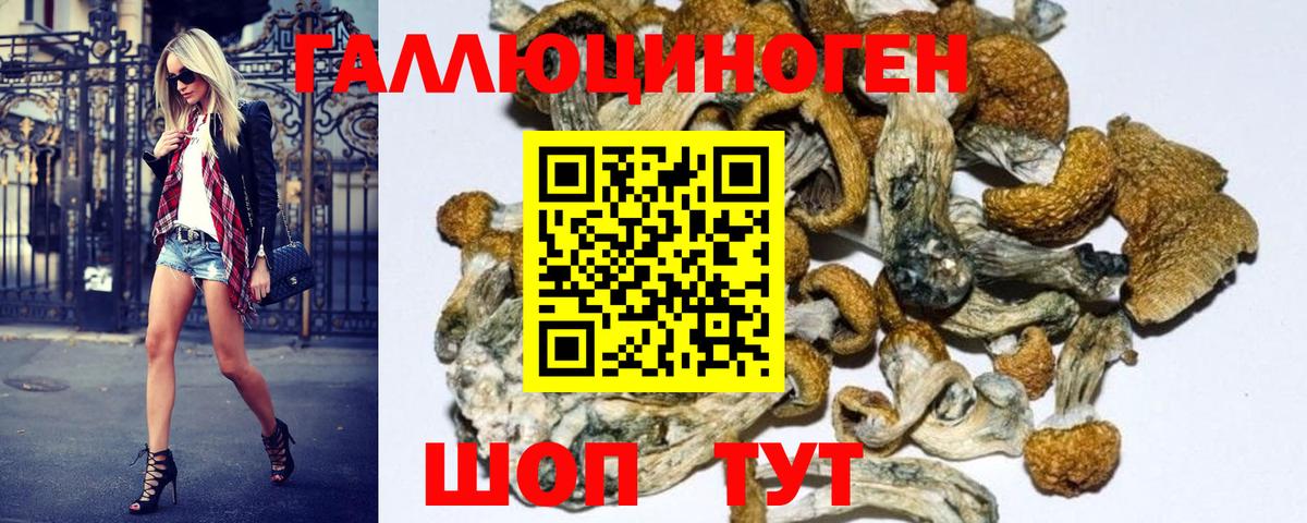 Псилоцибиновые грибы GOLDEN TEACHER  Вход с VPN  Псилоцибиновые грибы мицелий  Ейск 