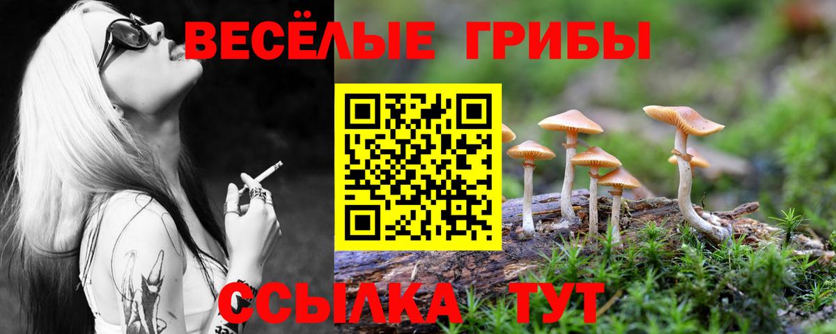 Псилоцибиновые грибы Psilocybe Ейск